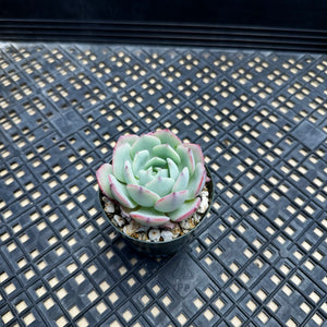 Echeveria ‘Johnny’