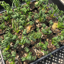 Load image into Gallery viewer, Albuca Spiralis ‘Frizzle Sizzle’