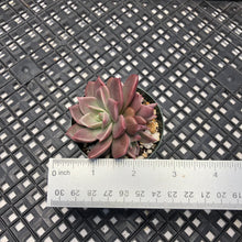 Load image into Gallery viewer, Echeveria ‘Sir Charles’