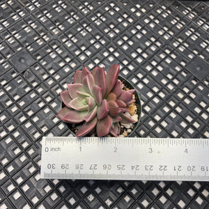 Echeveria ‘Sir Charles’