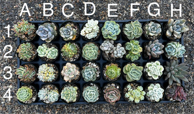 #PBT-E2 Assorted 2-2.5” premium succulents. Echeveria, Crested, Graptoveria, Sedum, Variegated