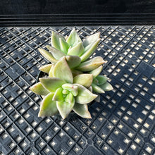 Load image into Gallery viewer, Echeveria agavoides ‘Citrina’