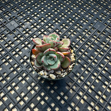 Load image into Gallery viewer, Echeveria ‘Misellosa’
