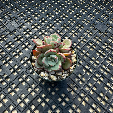 Echeveria ‘Misellosa’