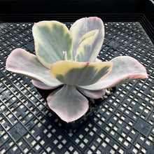Load image into Gallery viewer, Echeveria ‘Chantilli’ Variegated