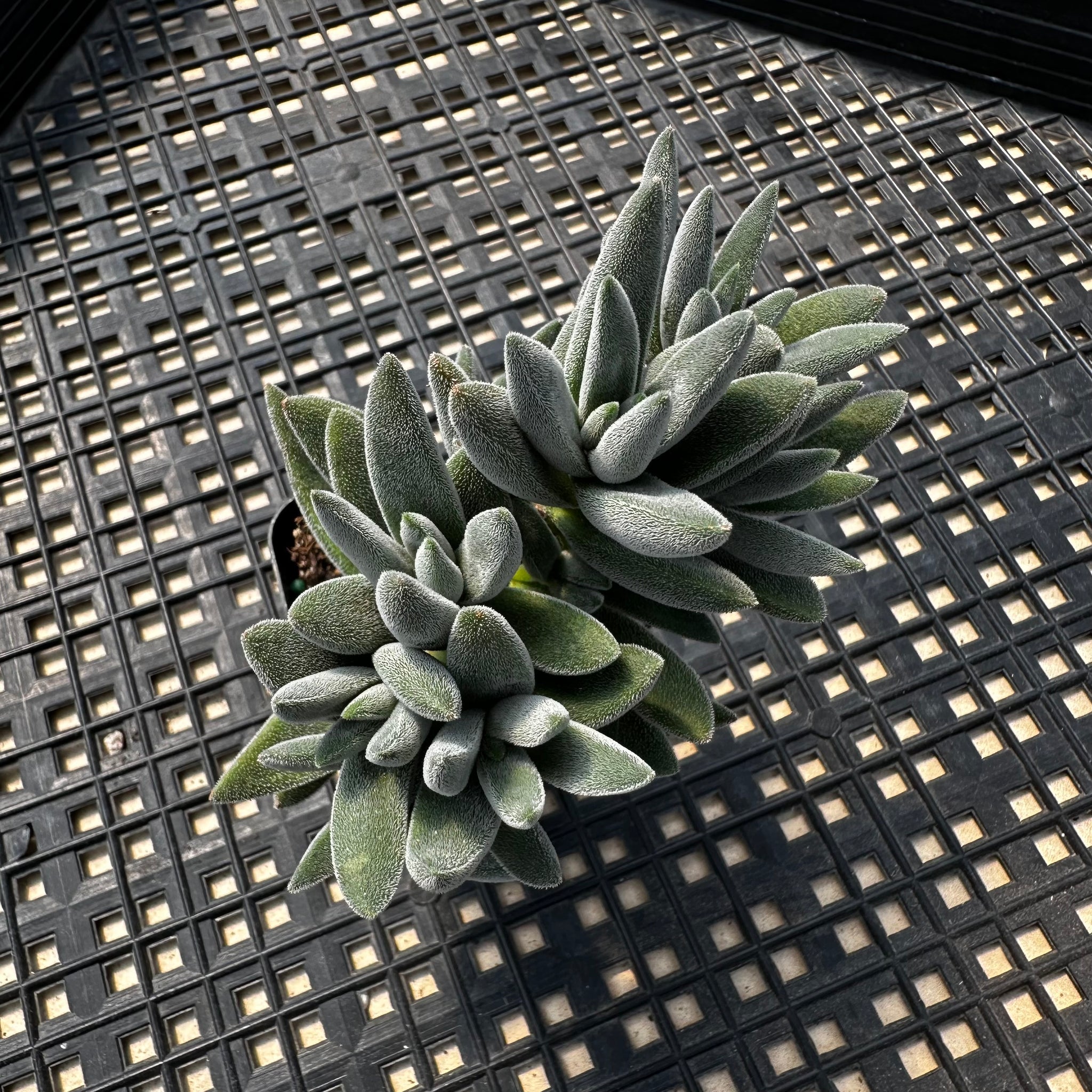 tarantula succulent Crassula mesembryanthemoides 'Tarantula' – Chubby Leaf Succulents
