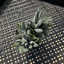 Load image into Gallery viewer, Crassula mesembryanthemoides &#39;Tarantula&#39;