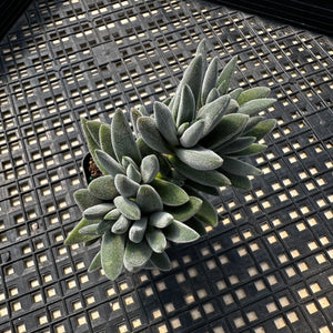 Crassula mesembryanthemoides 'Tarantula'