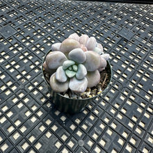 Load image into Gallery viewer, Pachyveria Arden
