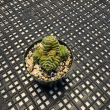 Load image into Gallery viewer, Crassula ‘Dorothy’