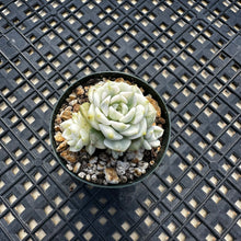 Load image into Gallery viewer, Echeveria Agavoides ‘Tinkerbell’ variegated