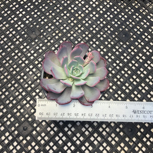 Echeveria ‘Laulensis’