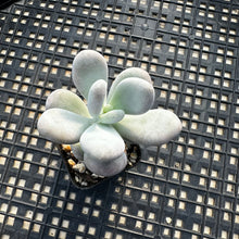 Load image into Gallery viewer, Pachyphytum sp