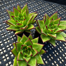 Load image into Gallery viewer, Echeveria agavoides 'Ebony’