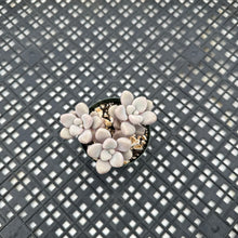 Load image into Gallery viewer, Gratopetalum ‘Ellen’