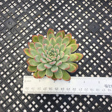 Load image into Gallery viewer, Echeveria ‘Mars’