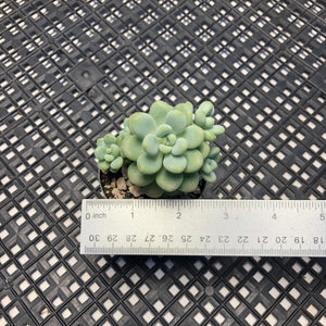 Sedum ‘Caviar’ Graptosedum ‘Caviar’