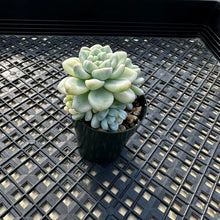 Load image into Gallery viewer, Sedum Clavatum