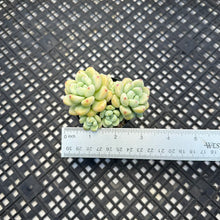 Load image into Gallery viewer, Sedum Clavatum