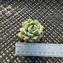 Load image into Gallery viewer, Echeveria &#39;Gungekkan’