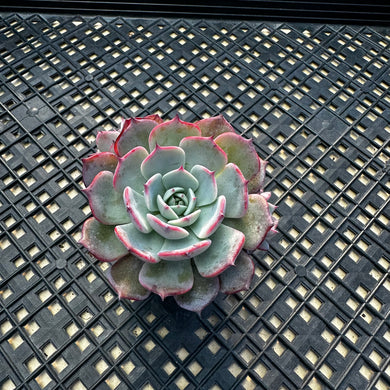 Echeveria ‘Laulensis’