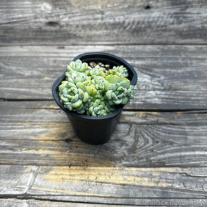 Sedum perezdelarosae