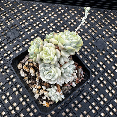 Echeveria Agavoides ‘Tinkerbell’ variegated