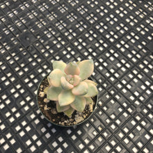 Load image into Gallery viewer, Graptoveria titubans Variegated