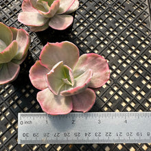Load image into Gallery viewer, Echeveria ‘Chantilli’ Variegated