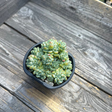 Load image into Gallery viewer, Sedum perezdelarosae