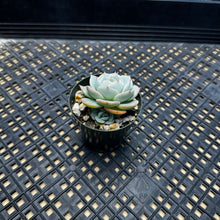 Load image into Gallery viewer, Echeveria peacockii ‘Bluette’