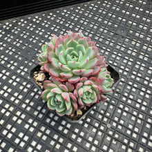 Load image into Gallery viewer, Echeveria Nanahukumini