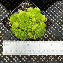 Load image into Gallery viewer, Jovibarba allionii