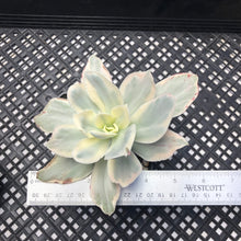Load image into Gallery viewer, Echeveria ‘Japan Moon River’ Variegated