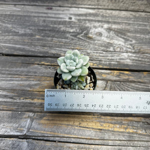 Sedum clavatum variegated