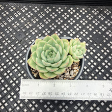 Load image into Gallery viewer, Echeveria ‘Alfred’ aka ‘Moon Fairy’