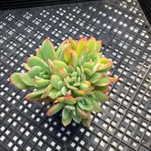 Load image into Gallery viewer, Echeveria ‘Luella’