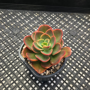 Echeveria ‘Jyulia’