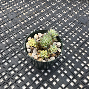 Gratopetalum Pachphyllum Variegated ‘Blue Beans’