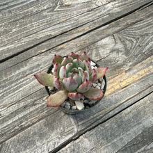 Load image into Gallery viewer, Echeveria Agavoides ‘Black Tip’
