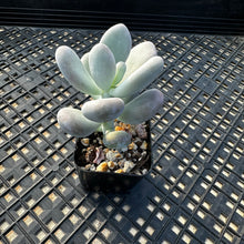 Load image into Gallery viewer, Pachyphytum sp