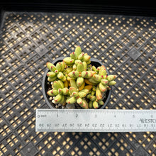 Load image into Gallery viewer, Crassula nudicaulis var. herrei Variegated