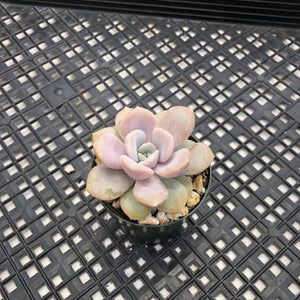 Echeveria ‘Tiramisu’