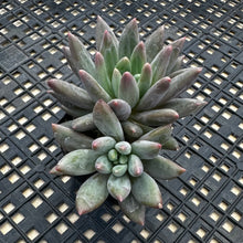 Load image into Gallery viewer, Pachyphytum ‘Red Dragonfly’ aka Red Angel Fingers