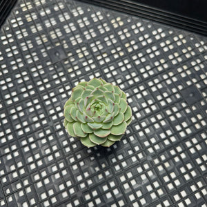 Echeveria ‘Ben Bandis’