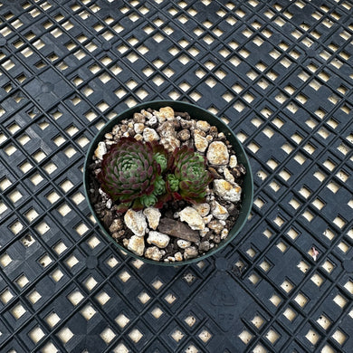 Echeveria v. Atomy