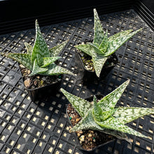 Load image into Gallery viewer, Aloe ‘White Fox’
