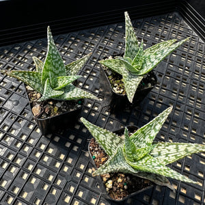 Aloe ‘White Fox’