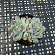 Load image into Gallery viewer, Echeveria ‘Mars’