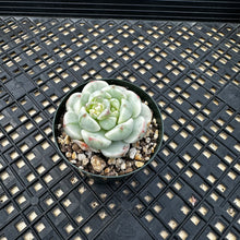 Load image into Gallery viewer, Sedeveria ‘Pudgy’ Variegated
